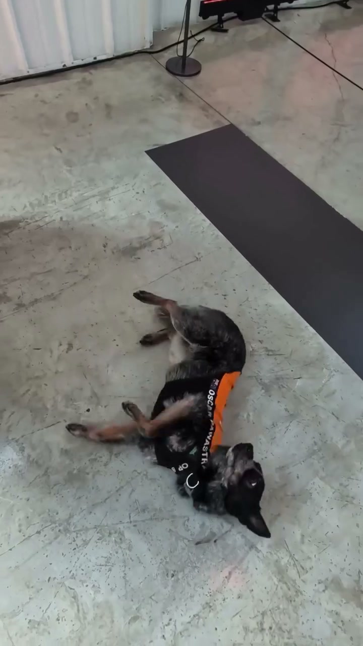 Cuando OP conoció a Oscar Pawastri ✨

#McLarenF1 #DíaInternacionalDelPerro