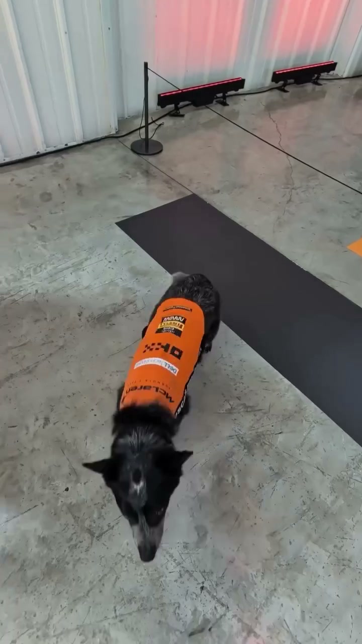 Cuando OP conoció a Oscar Pawastri ✨

#McLarenF1 #DíaInternacionalDelPerro